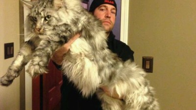 Contempla la majestuosidad de Maine Coons que gobiernan el reino felino.