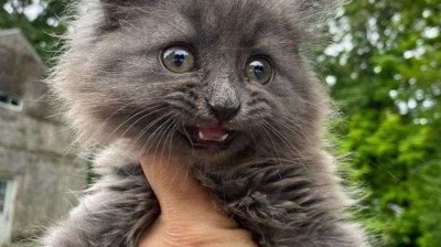 El Emotivo Rescate de los Hermanos Felinos: Max y Mia