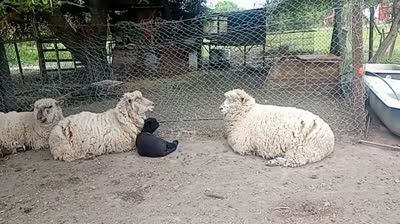 MI CORAZON SE ENAMORO